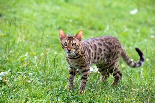 Gatto. — Foto Stock