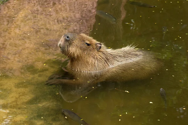 Capybara — стокове фото