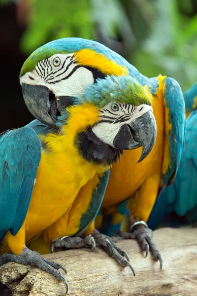 Papageien — Stockfoto