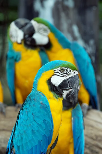 Parrots — Stock Photo, Image