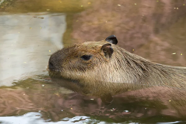 Capybara — стокове фото