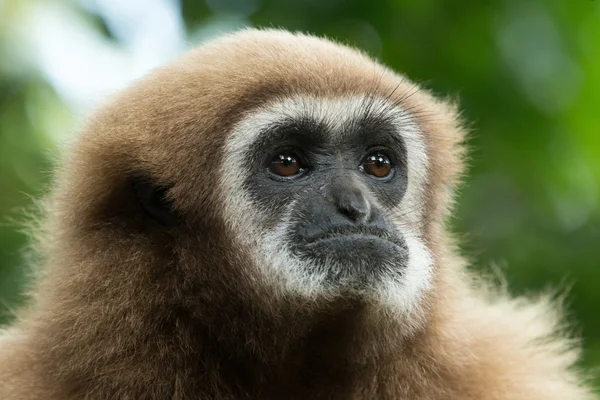 Gibbon — Stock Fotó