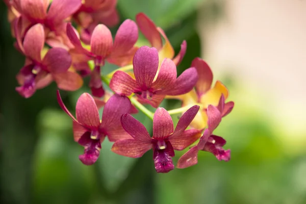 Orquídea — Fotografia de Stock