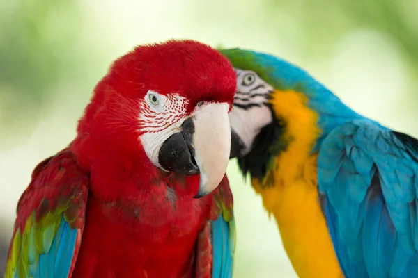 Papegaaien — Stockfoto