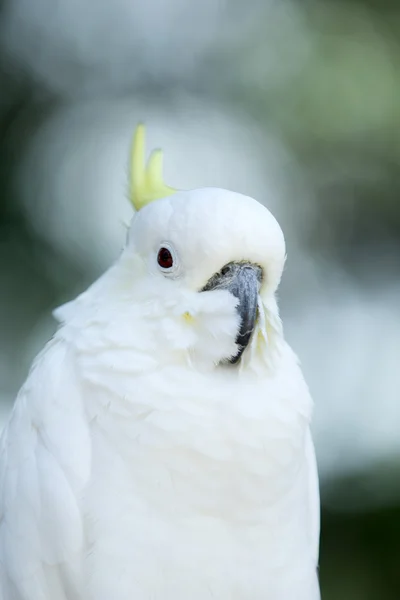 Попугай — стоковое фото