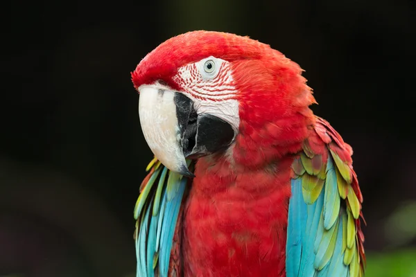 Parrot — Stock Photo, Image