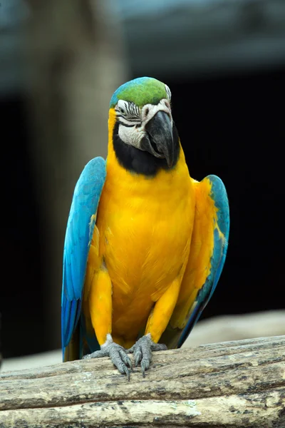 Parrot bird — Stock Photo, Image