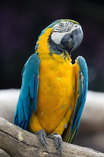 Parrot — Stock Photo, Image