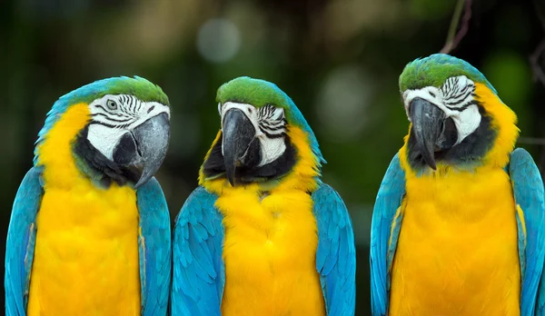 Parrots — Stock Photo, Image