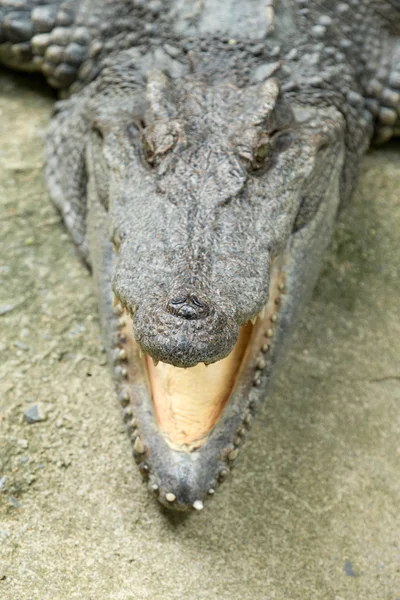 短吻鳄 — 图库照片