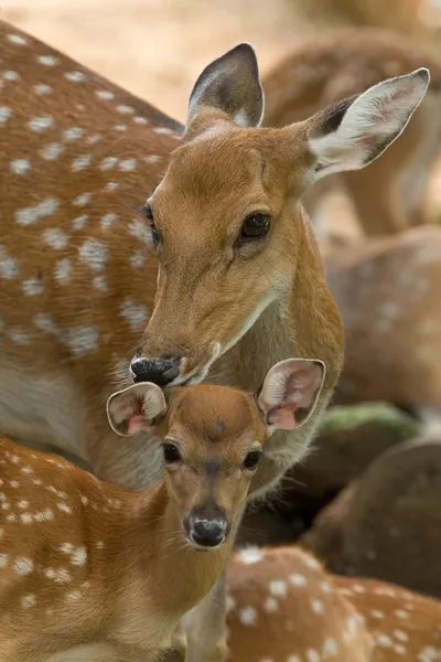 Deer — Stock Photo, Image