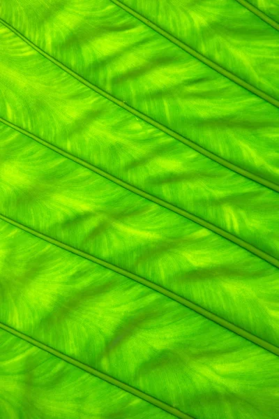 Grönt blad — Stockfoto