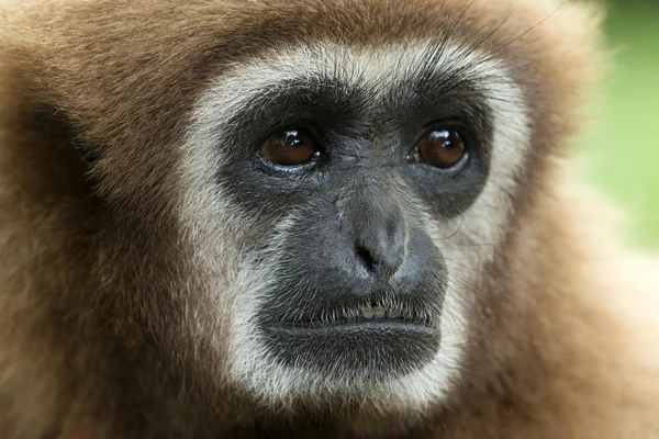 Gibbon... — Fotografia de Stock