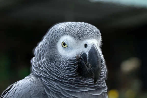 Uccello pappagallo — Foto Stock