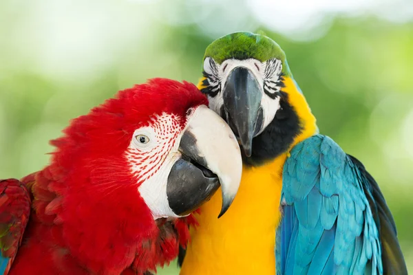 Parrots — Stock Photo, Image