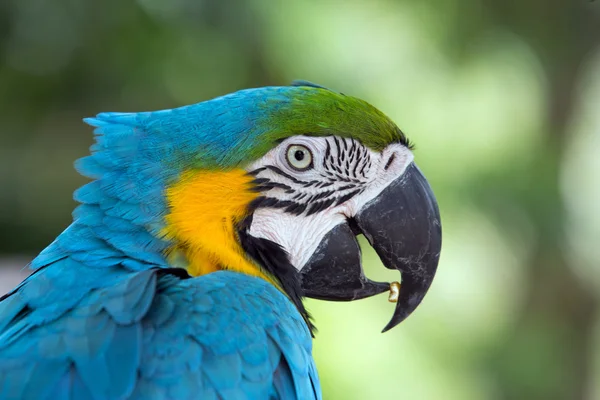 Parrot — Stock Photo, Image