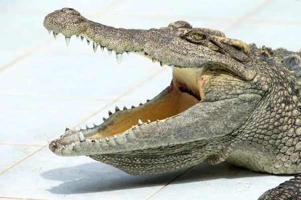 Alligator — Stock Photo, Image