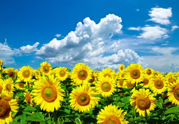 Sunflower field Stock Image