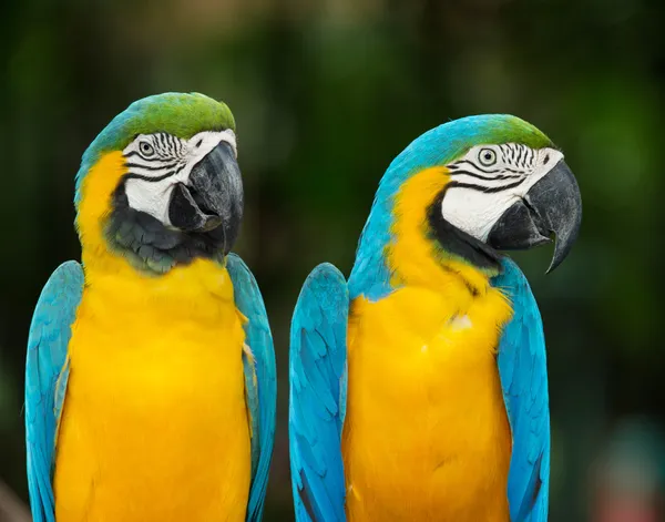 Parrots — Stock Image Parrots Stock Photo