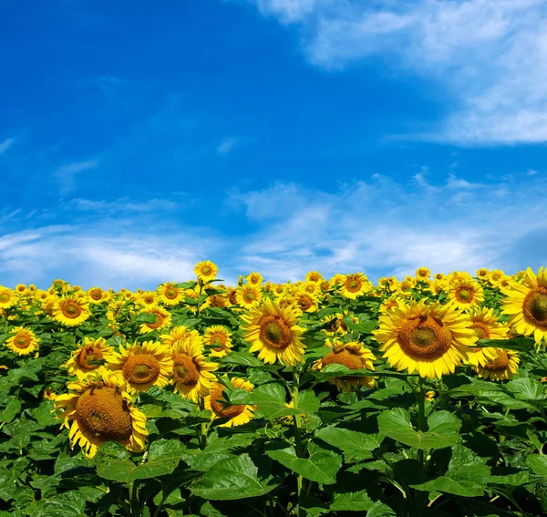 Campo de girasol —  Fotos de Stock