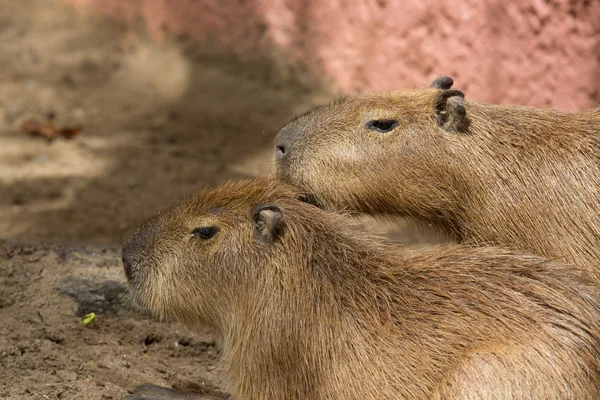 Capibara — Foto Stock