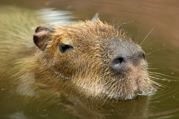 Capybara — Stock Photo, Image