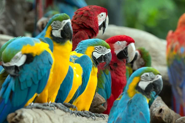 Parrots — Stock Photo, Image