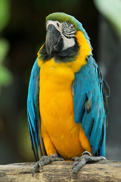 Pasăre papagal — Fotografie, imagine de stoc