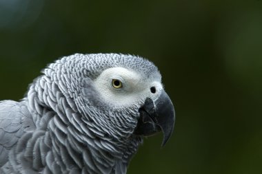 Papağan kuşu
