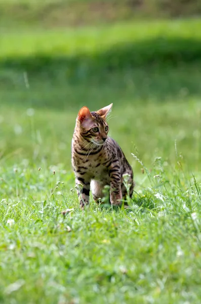 Gato. — Fotografia de Stock