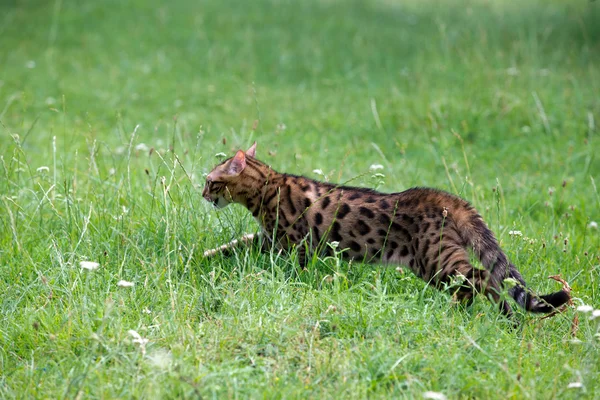 Kedi. — Stok fotoğraf