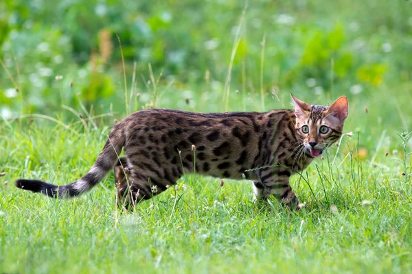 Gatto. — Foto Stock