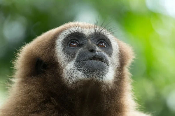 Gibbon — Stockfoto