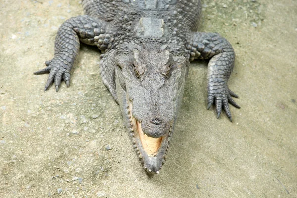 Alligator — Stockfoto