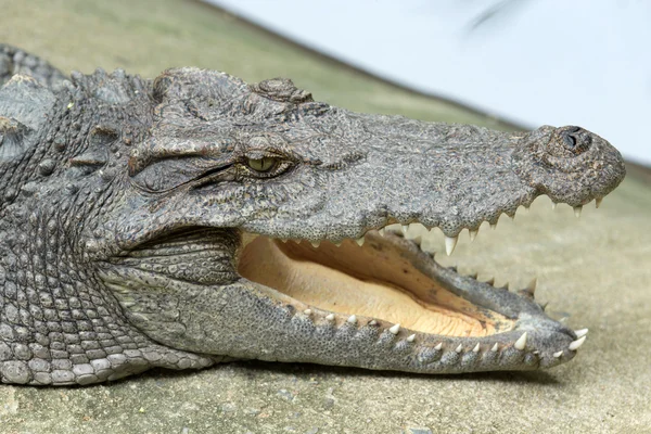 Alligator – stockfoto