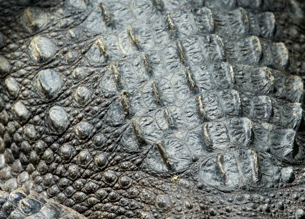 Texture della pelle di coccodrillo — Foto Stock