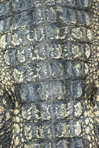 Textura da pele de crocodilo — Fotografia de Stock