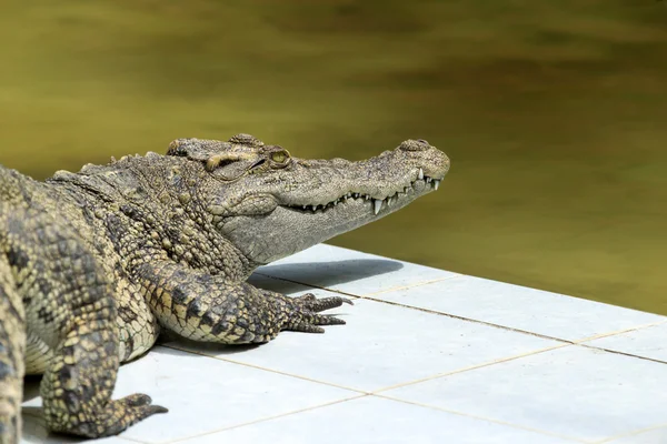 Alligator — Stock Photo, Image