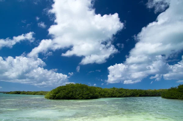 Mangrovové stromy v moři — Stock fotografie