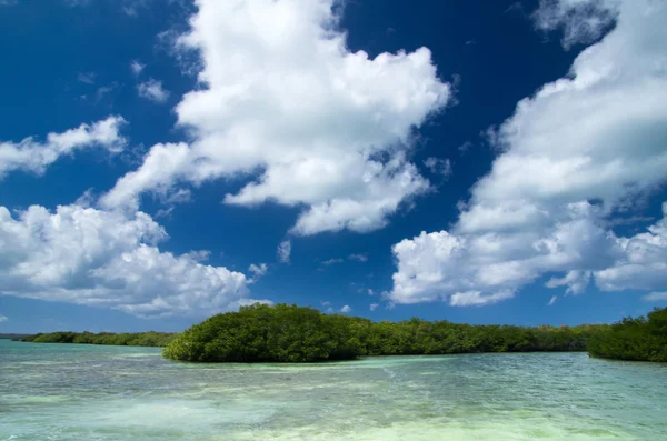 Alberi di mangrovie in mare — Foto Stock