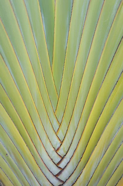 Green leaf texture — Stock Photo, Image