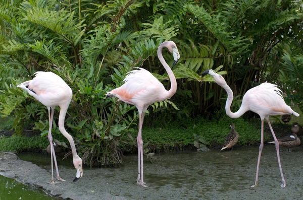 Flamants roses — Photo