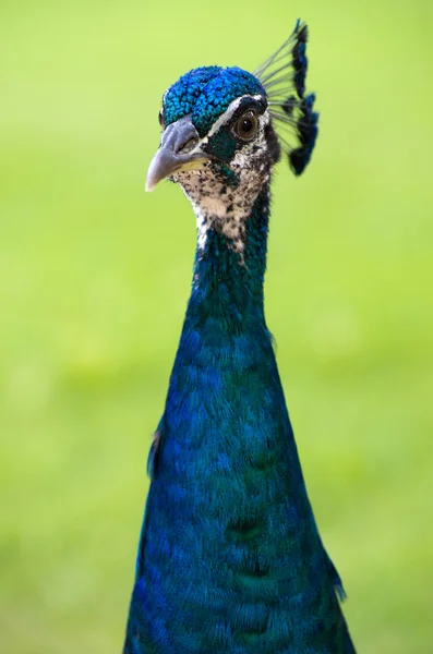 Pavão — Fotografia de Stock