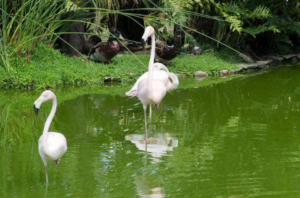 Flamants roses — Photo