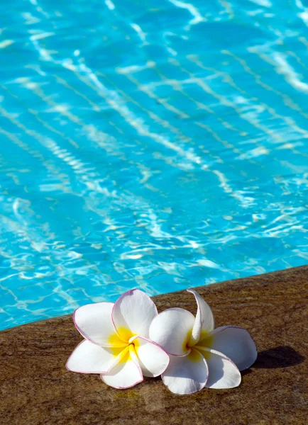 Flor en la piscina — Foto de Stock