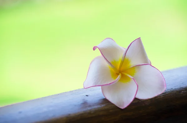 Frangipani çiçekler — Stok fotoğraf