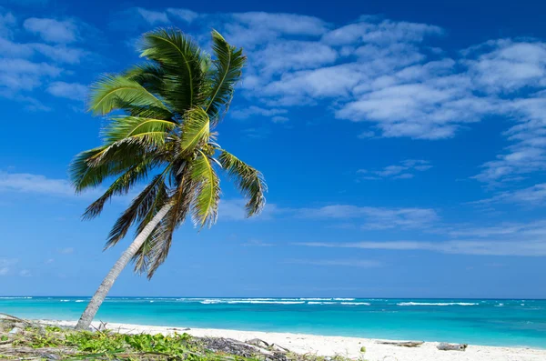 Spiaggia tropicale — Foto Stock