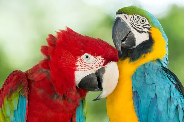 Parrots — Stock Image Parrots Stock Photo
