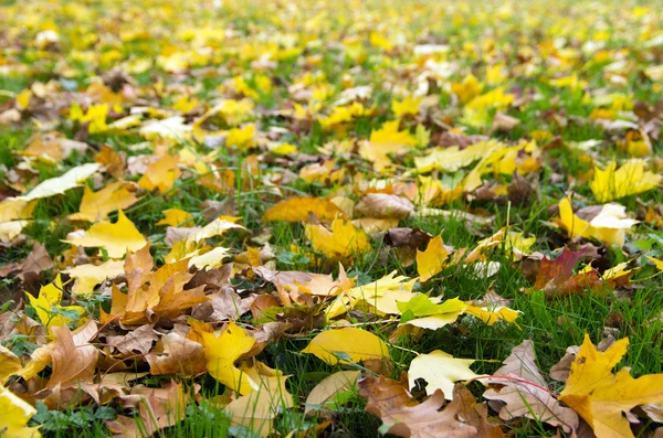 Autumn leaves Stock Image