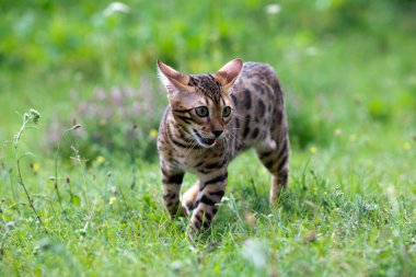 Kedi.